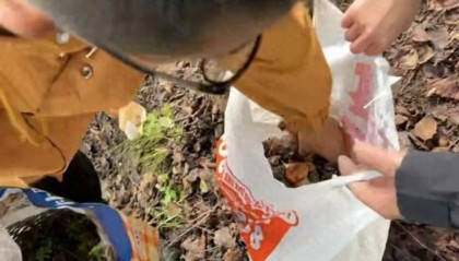 情侣川西旅游，辛苦采摘10斤菌子，遇到当地小孩哥果断扔掉8斤，当事人：他丢的时候好潇洒