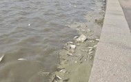 青岛胶州湾岸边现大量死鱼，市民怀疑为蚬蛏养殖户投药所致；当地回应：已收到反映并介入调查