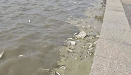 青岛胶州湾岸边现大量死鱼，市民怀疑为蚬蛏养殖户投药所致；当地回应：已收到反映并介入调查