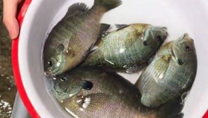 成都多湖钓起“黑耳”怪鱼！专家：是太阳鱼，系入侵物种 勿放生可清蒸或红烧