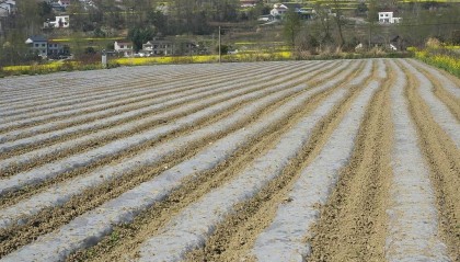 公职人员占他人耕地屡次修坟，得管管乡村恶霸