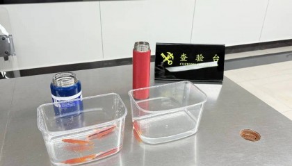 一男性旅客进入罗湖海关监管区时全程低头摆弄手机，经检查，关员在其保温杯内发现浸活鱼3条，经鉴定，分别为荒贺式长鲈1条，兰氏长鲈2条