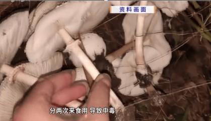 广东一家11口，吃了2斤进山采的“毒王”后中毒，7人进重症，医生提醒