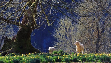 五行属什么属性,五行属性查询