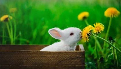 广州华立科技股份有限公司 关于2025年度以简易程序向特定对象 发行股票申请获得中国证券监督管理 委员会同意注册批复的公告