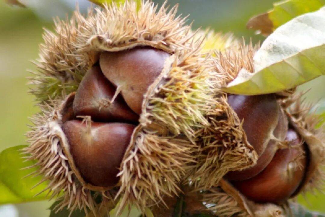 郑州一医院7天接诊8个眼睛被扎伤患者,医生:正值高发期