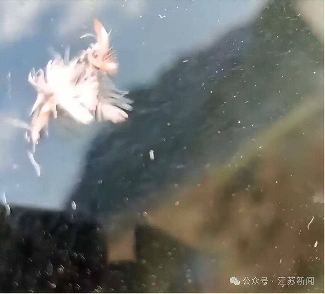 南京一大桥玻璃墙频现撞鸟事件 市民希望能贴上鸟类防撞贴纸