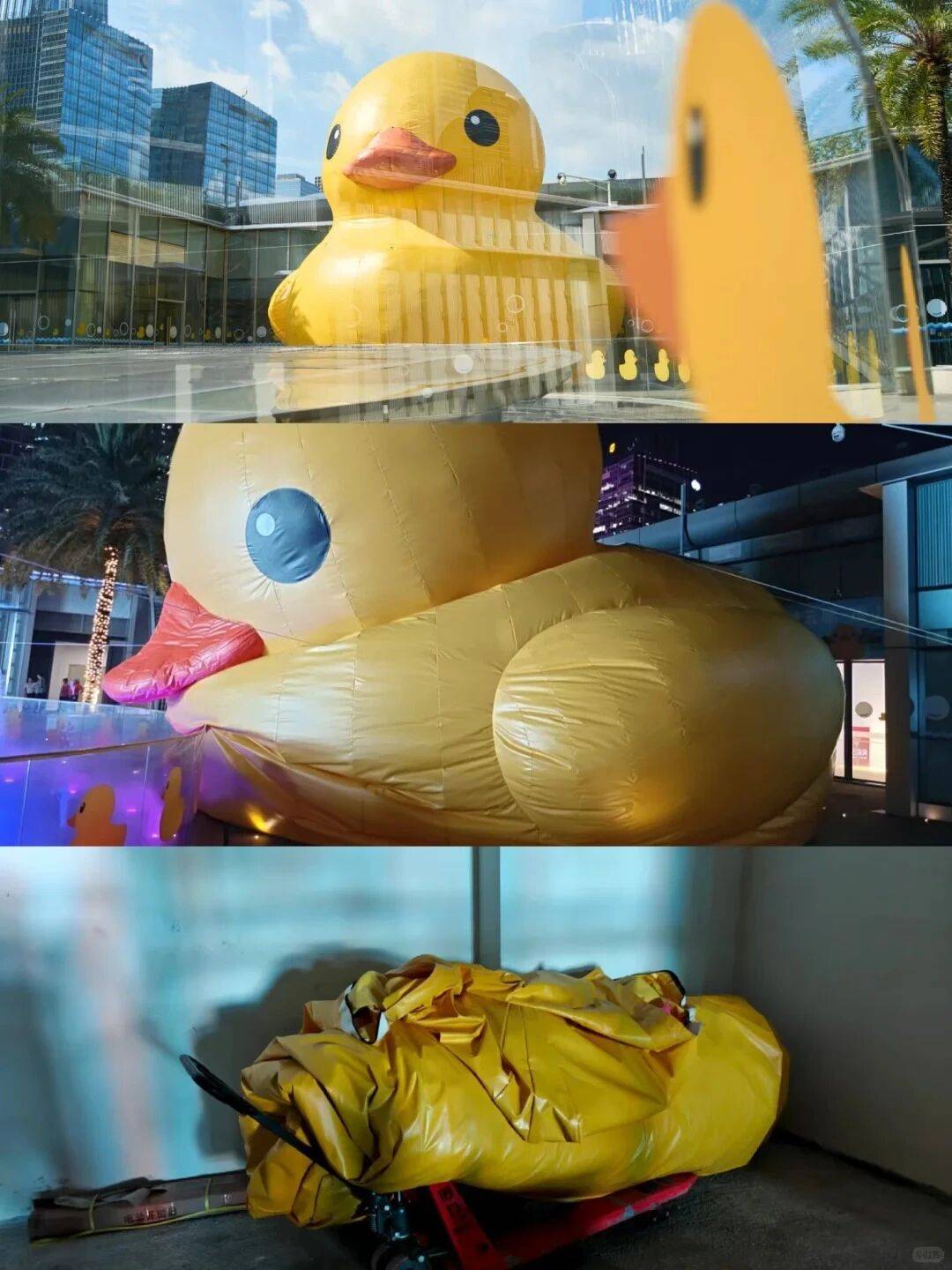 个头大过广东!谨防风王“桦加沙”,深圳人太硬核!这些务必码住