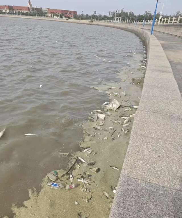 青岛胶州湾岸边现大量死鱼，市民怀疑为蚬蛏养殖户投药所致；当地回应：已收到反映并介入调查